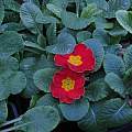 Primroses