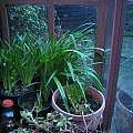 Amaryllis