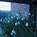 Snowdrops